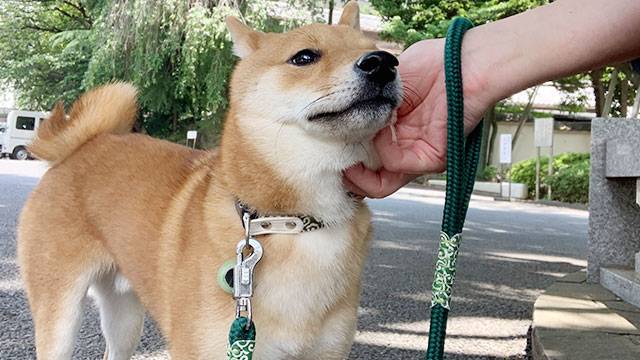成犬の写真（柴犬）