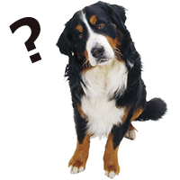 首をかしげる犬の写真