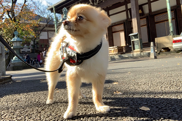 ハーネス着用の犬の写真