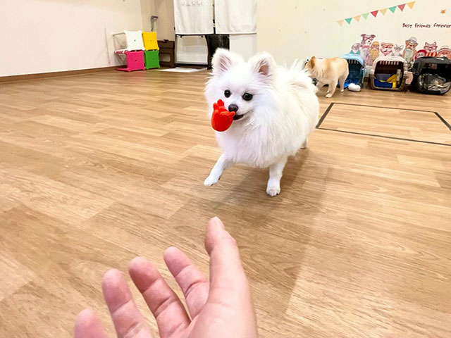 犬の保育園の様子2