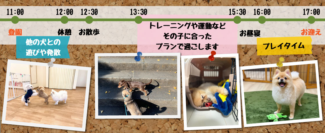 犬の保育園１日のタイムライン