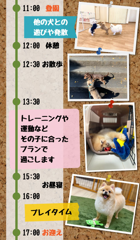 犬の保育園１日のタイムライン