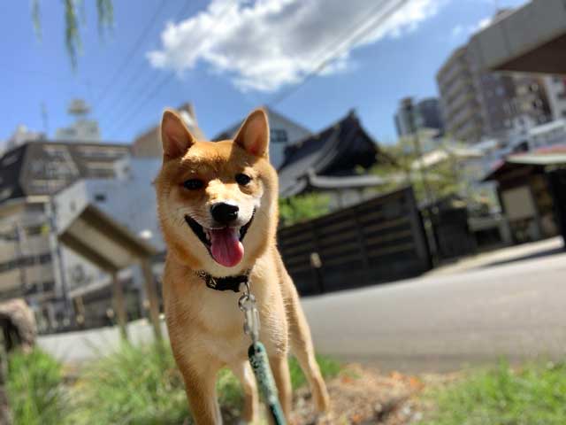 お散歩する犬の写真４