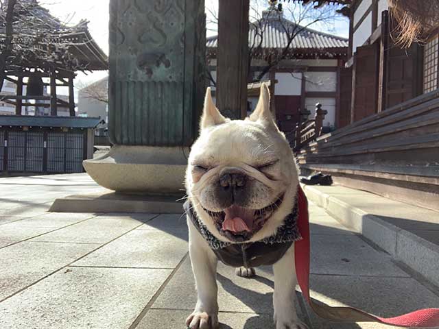 お散歩する犬の写真６