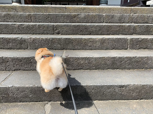 お散歩する犬の写真７