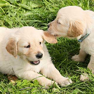 じゃれあう子犬の写真