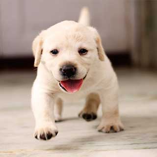 駆け寄る子犬の写真