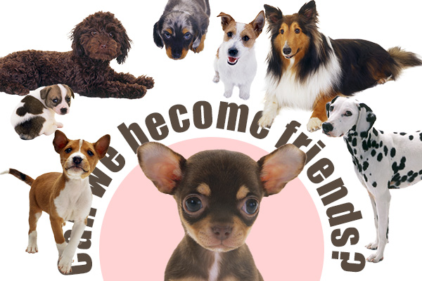 いろんな犬に慣れる