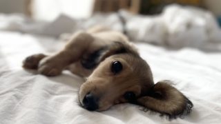 犬を迎えたらまずしてほしい事